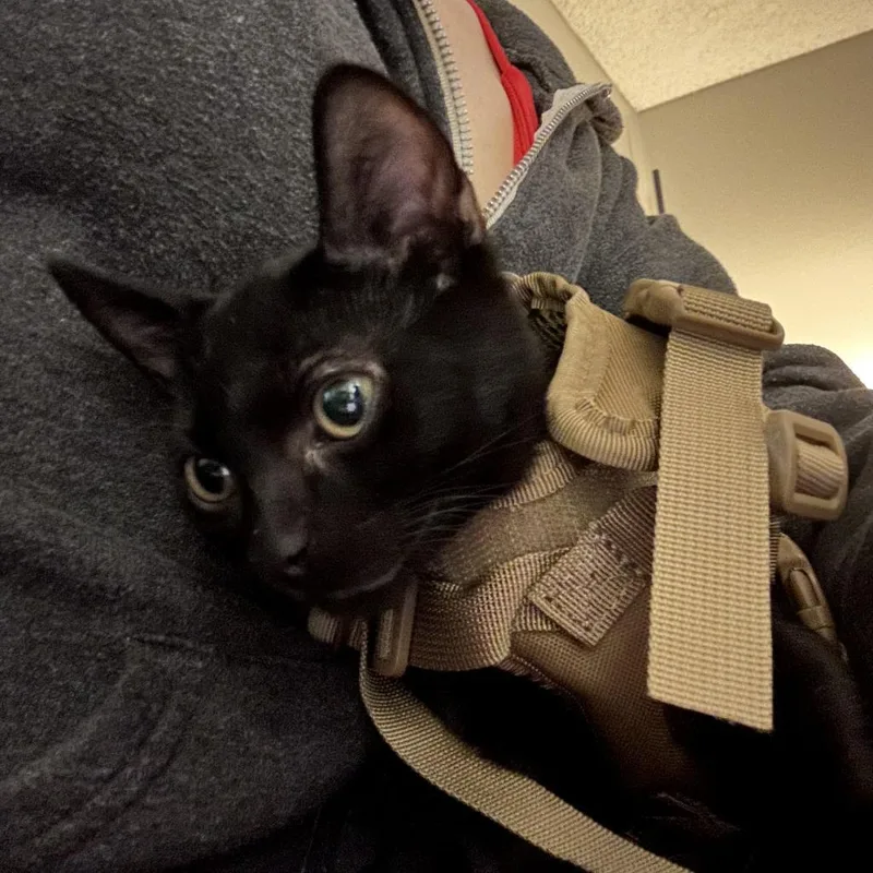 An adult small-sized male Black Domestic Short Hair cat named Astro Boy for adoption in Long Beach, CA