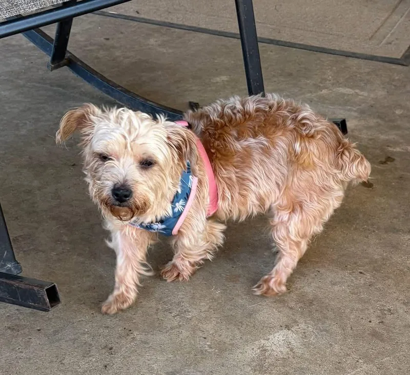 An adult small-sized female Yorkie Poo dog named Harley for adoption in Lexington, KY