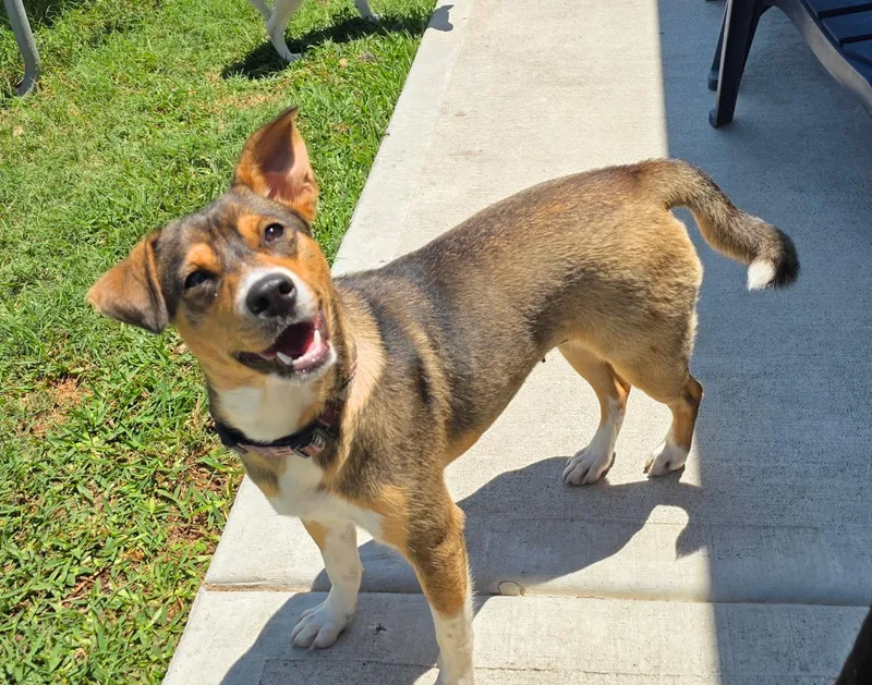 An adult medium-sized female Brown / Chocolate Beagle dog named Nalani Wat for adoption in Missouri City, TX