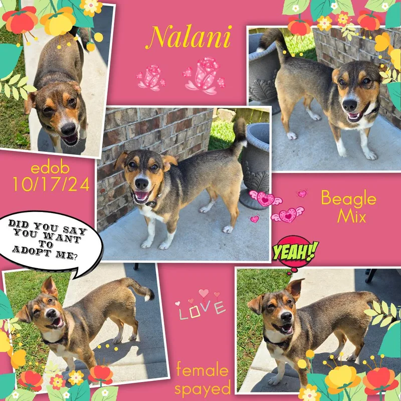 Nalani Wat thumbnail 5