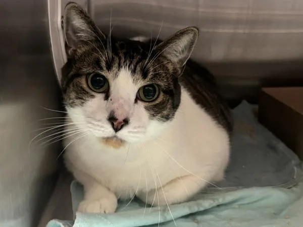 An adult large-sized male Domestic Short Hair cat named Lock for adoption in Ridgewood, NY