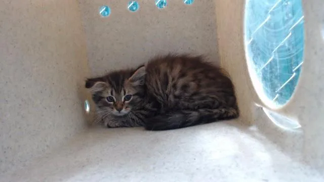 A baby medium-sized male Domestic Medium Hair cat named Spike for adoption in Gardena, CA