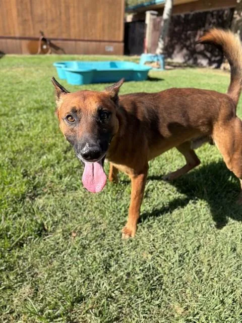 An adult large-sized male Belgian Shepherd / Malinois dog named Russet for adoption in Riverside, CA
