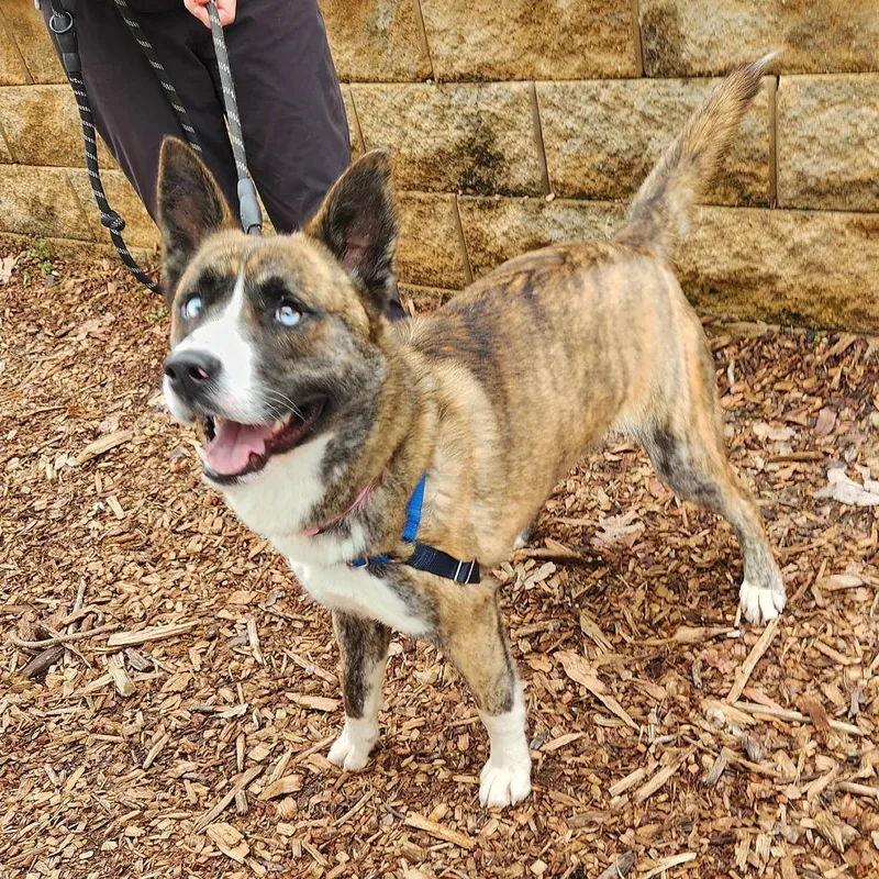 A young medium-sized male Brindle Husky dog named Jett for adoption in Falls Church, VA