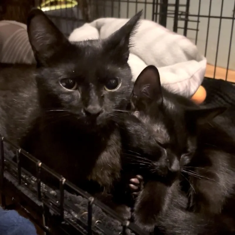 A baby medium-sized female Black Domestic Short Hair cat named Indigo for adoption in Miami, FL