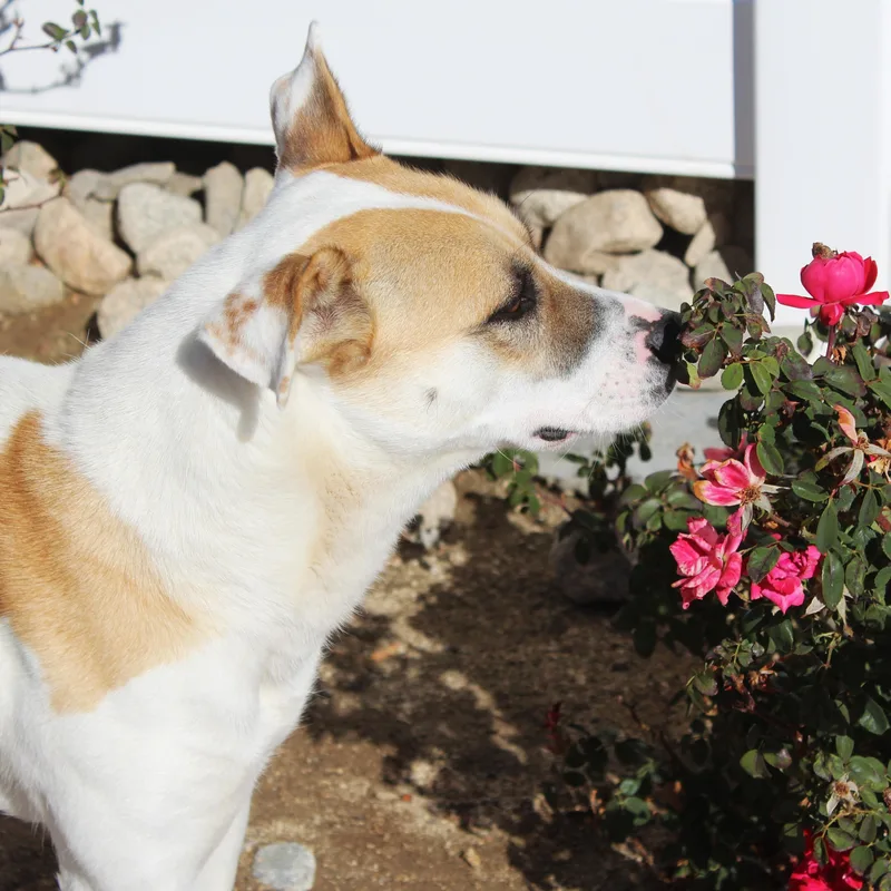 An adult medium-sized female Bicolor Hound dog named Sheri Moon for adoption in Yucca Valley, CA
