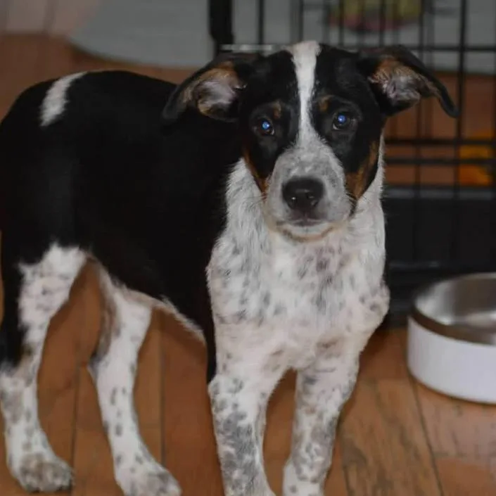 A baby medium-sized male Black Mixed Breed dog named Bandit for adoption in Joliet, IL