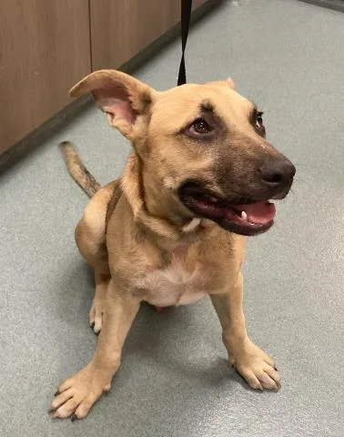 A young small-sized male Black Mouth Cur dog named Tuna for adoption in Baytown, TX