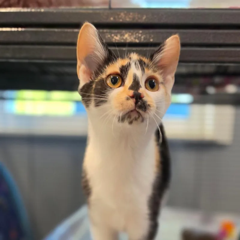 A baby small-sized female Calico Domestic Short Hair cat named Sugar for adoption in Muncie, IN