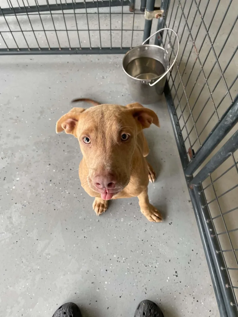 A young medium-sized female Labrador Retriever dog named Wheezie for adoption in Bishopville, SC