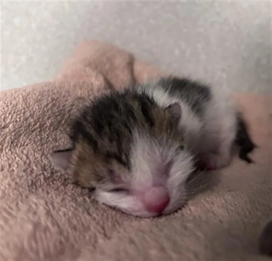 A baby small-sized male Domestic Short Hair cat named Tigger for adoption in Dallas, TX