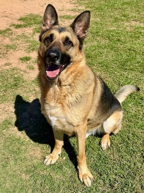 An adult extra large-sized male German Shepherd Dog dog named Jebediah for adoption in York, SC