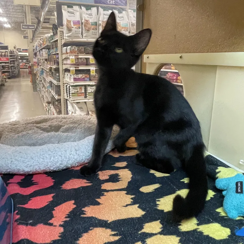 A baby small-sized female Black Domestic Short Hair cat named Merriweather for adoption in Highland, IN