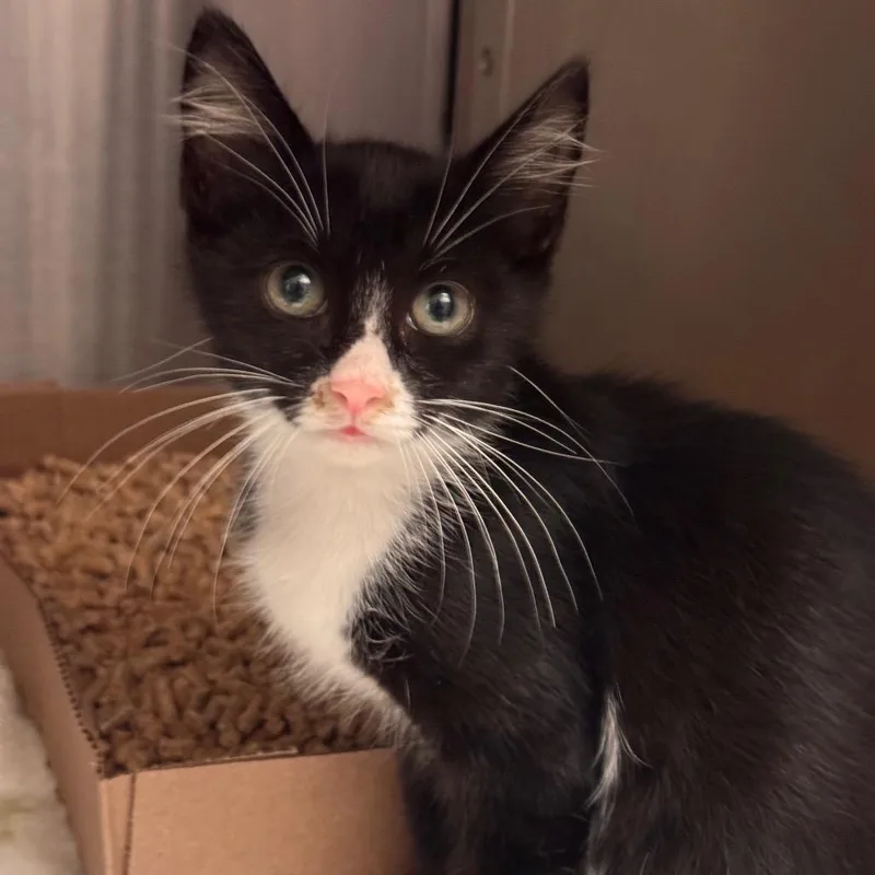 A baby small-sized male Black Domestic Medium Hair cat named Rune for adoption in Lynchburg, VA