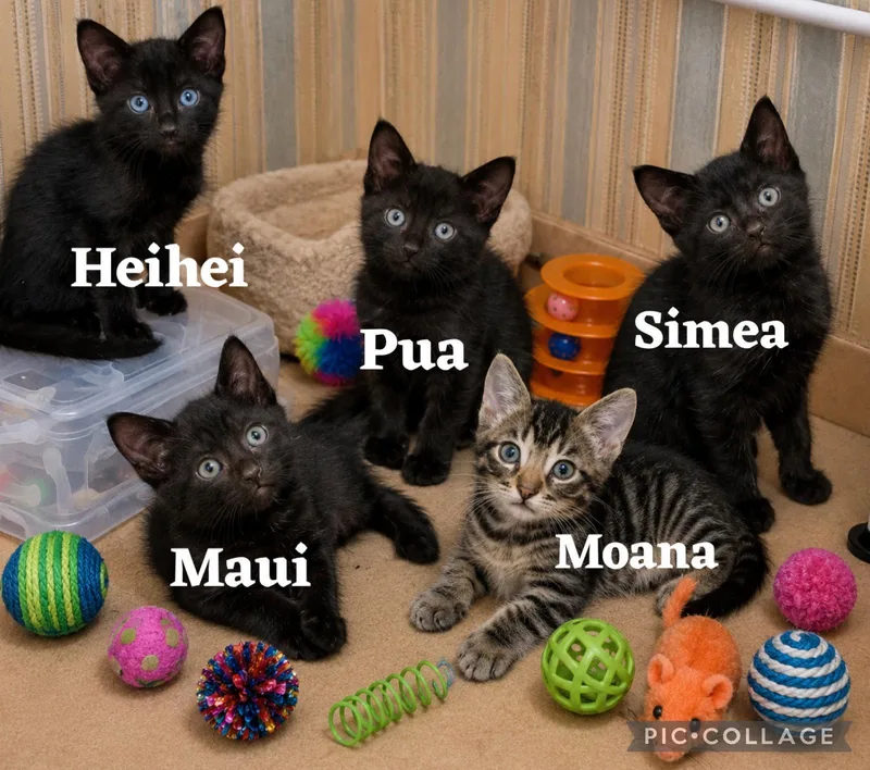 Pua