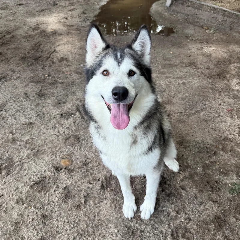 An adult large-sized female Alaskan Malamute dog named Sakari for adoption in Brookhaven, NY