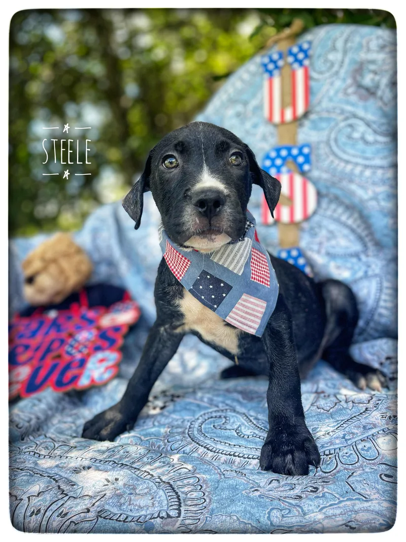 A baby medium-sized male American Bulldog dog named Steele for adoption in Sebring, FL