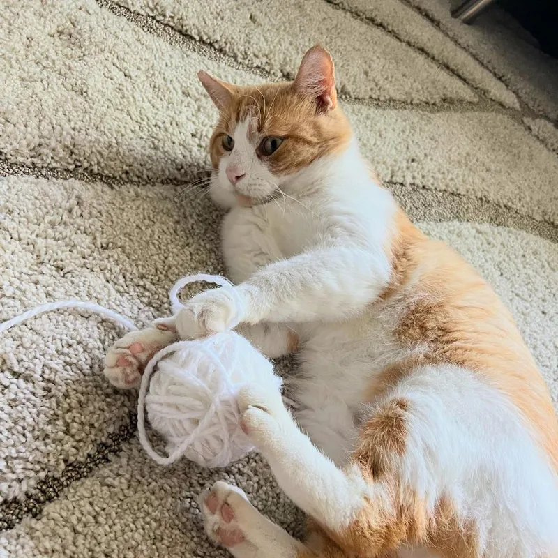 An adult large-sized male Orange / Red Domestic Short Hair cat named Tudor for adoption in Evanston, IL