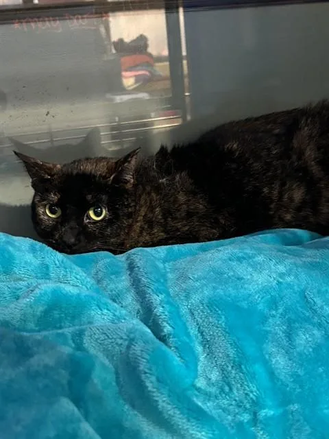 A young medium-sized female Domestic Short Hair cat named Marble for adoption in Westminster, MD