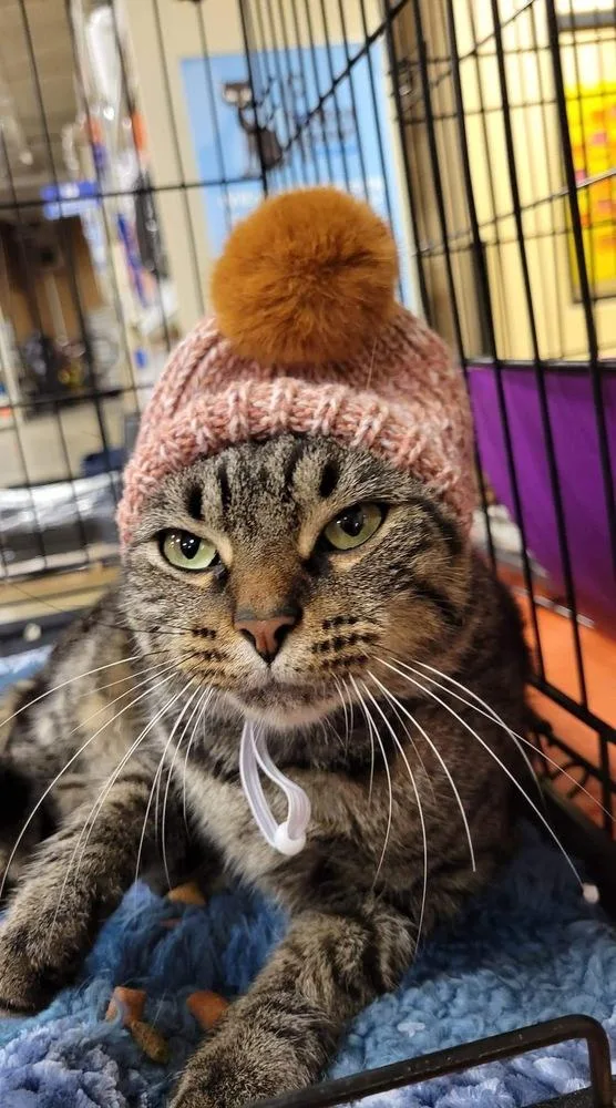An adult large-sized female Domestic Short Hair cat named Millie AC for adoption in Greenville, SC