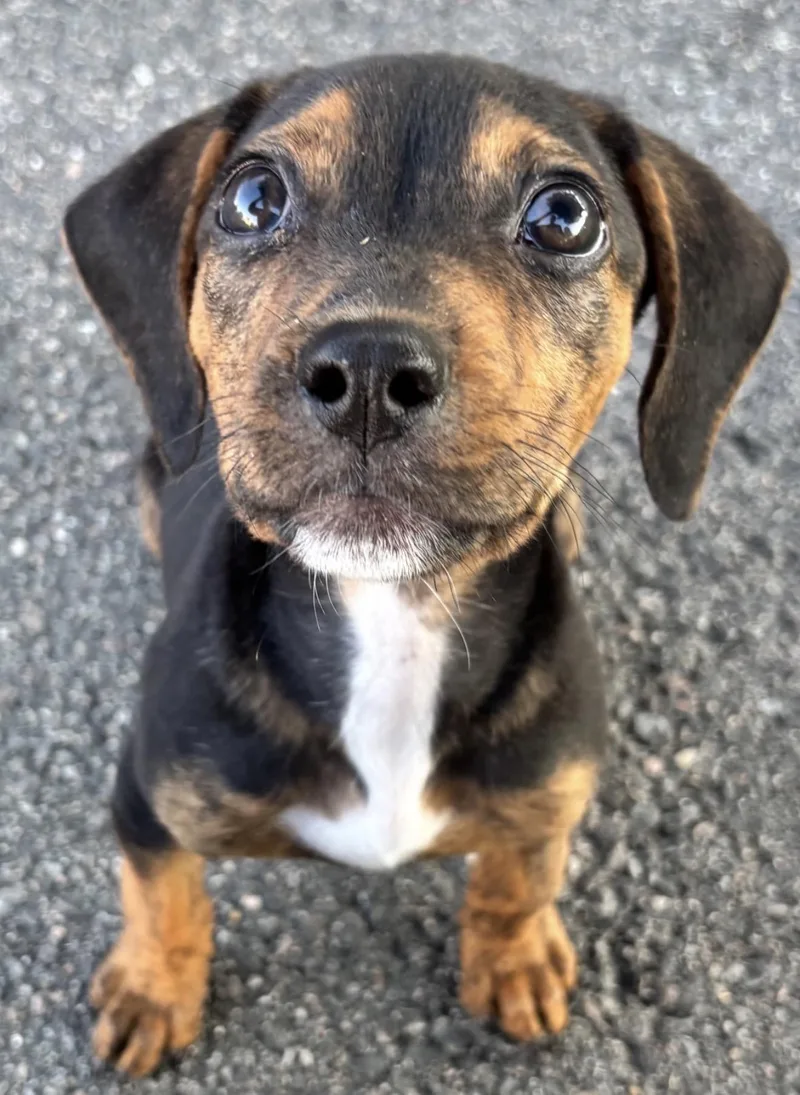 A baby medium-sized female Tricolor (Brown, Black, & White) Hound dog named Bambi for adoption in Richmond, VA