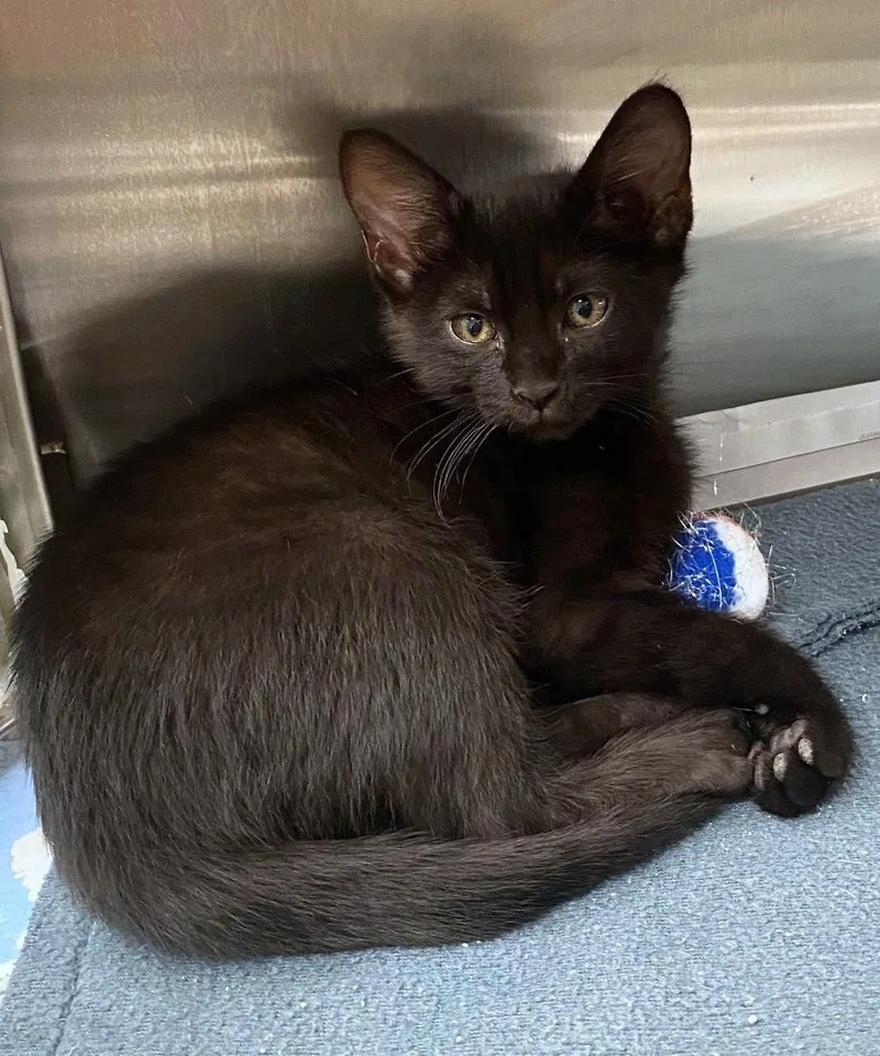 A baby medium-sized female Domestic Short Hair cat named Star A for adoption in Plano, TX