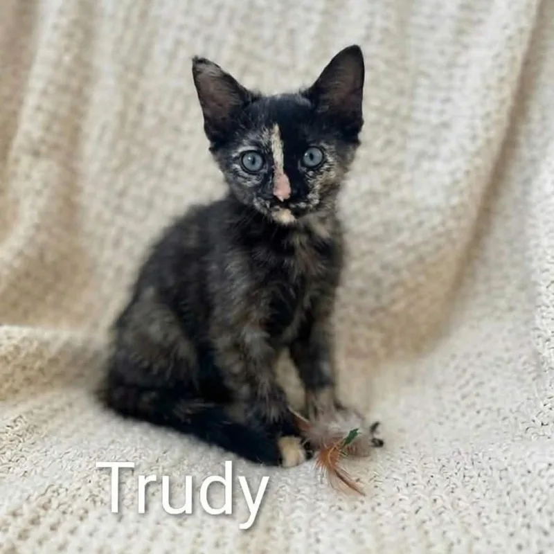 Trudy thumbnail 2