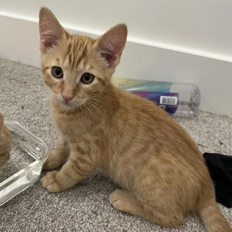 A baby small-sized male Orange / Red Domestic Short Hair cat named Possum Saunders for adoption in Eagle Mountain, UT