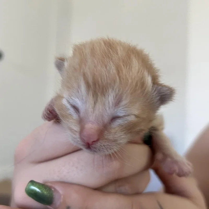 Possum Saunders thumbnail 2