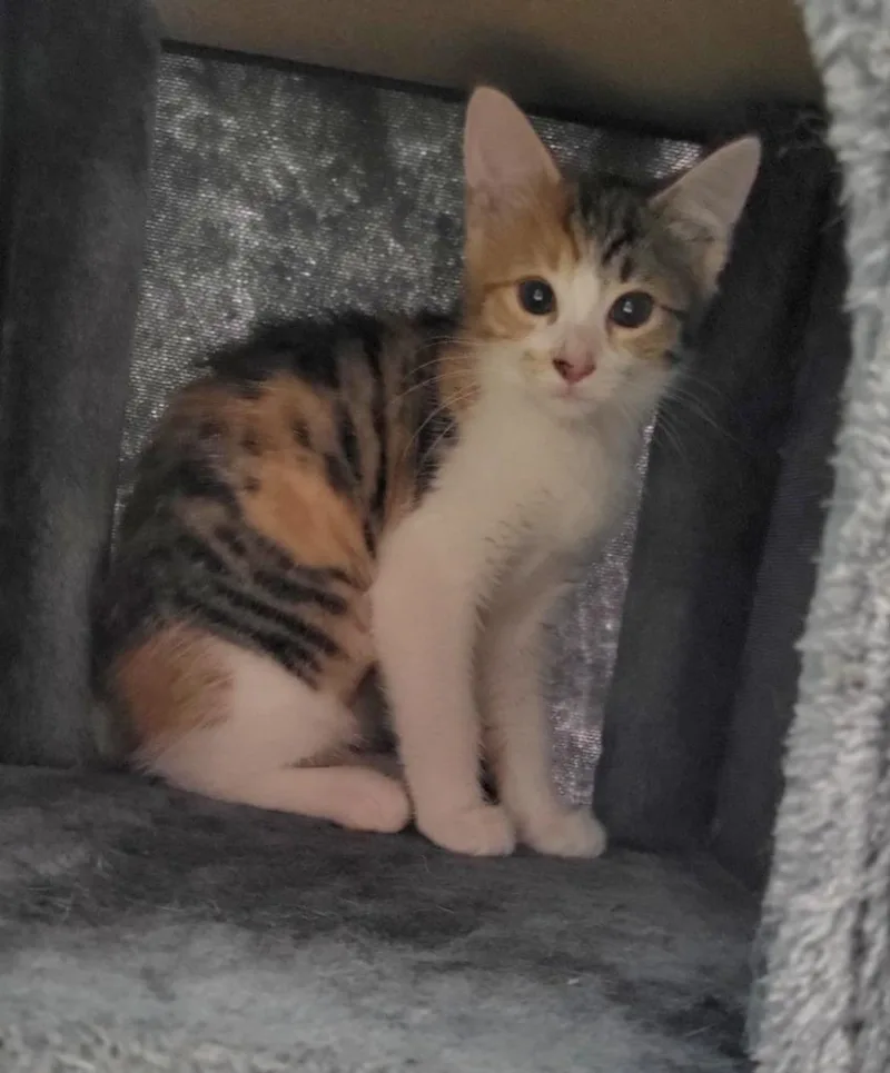 A baby small-sized female Domestic Short Hair cat named Meleah for adoption in Bloomington, IN