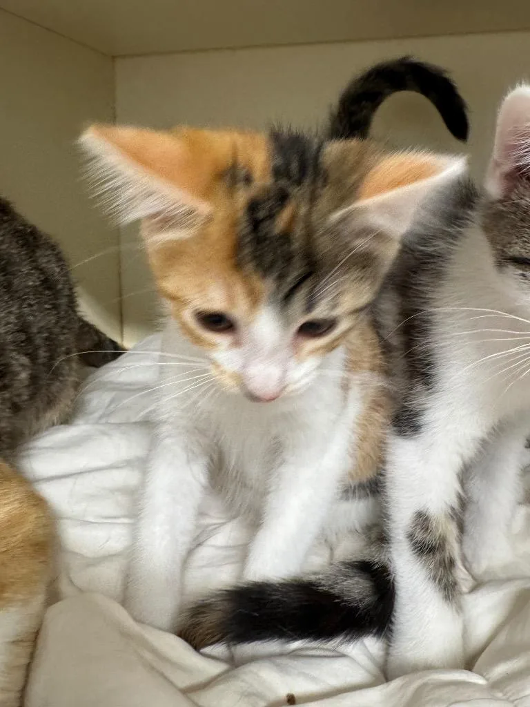 Meleah thumbnail 2
