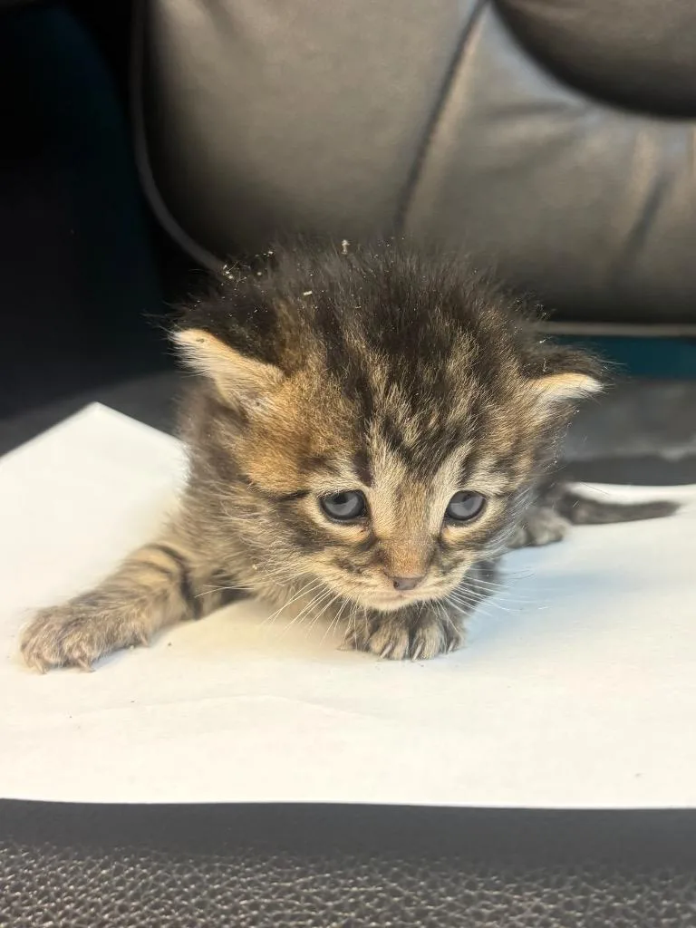 A baby large-sized female Tabby cat named Fern for adoption in Nacogdoches, TX