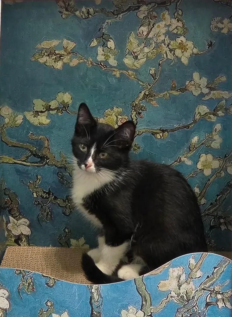 A baby medium-sized male Black & White / Tuxedo Domestic Short Hair cat named Queen for adoption in Overland Park, KS