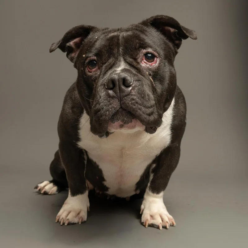 An adult medium-sized female American Bulldog dog named Big Momma for adoption in Richardson, TX