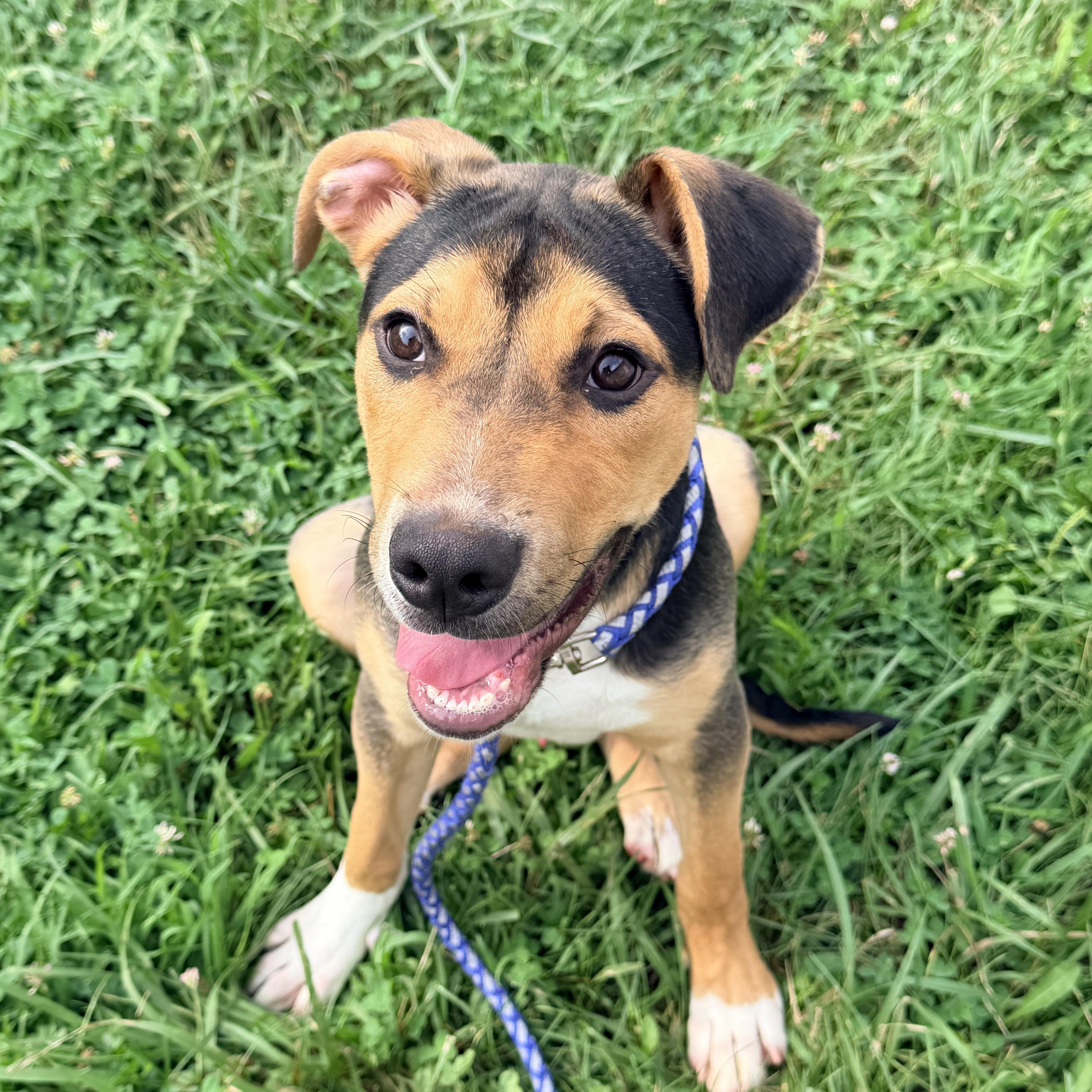 A young large-sized male Tricolor (Brown, Black, & White) Mixed Breed dog named Rex for adoption in Logan, OH