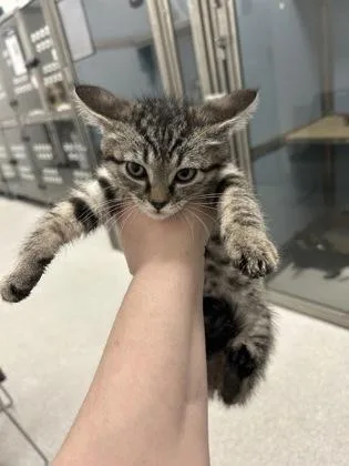 A baby medium-sized female Domestic Short Hair cat named Darling for adoption in West Chester, PA