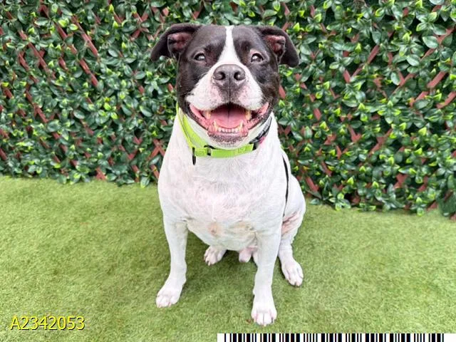 An adult large-sized male Mixed Breed dog named Mateo for adoption in West Palm Beach, FL