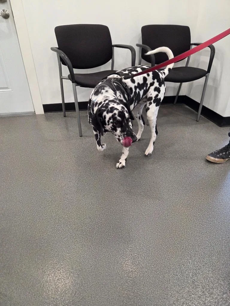 A senior large-sized female Dalmatian dog named Lucy Lou for adoption in Lunenburg, VT