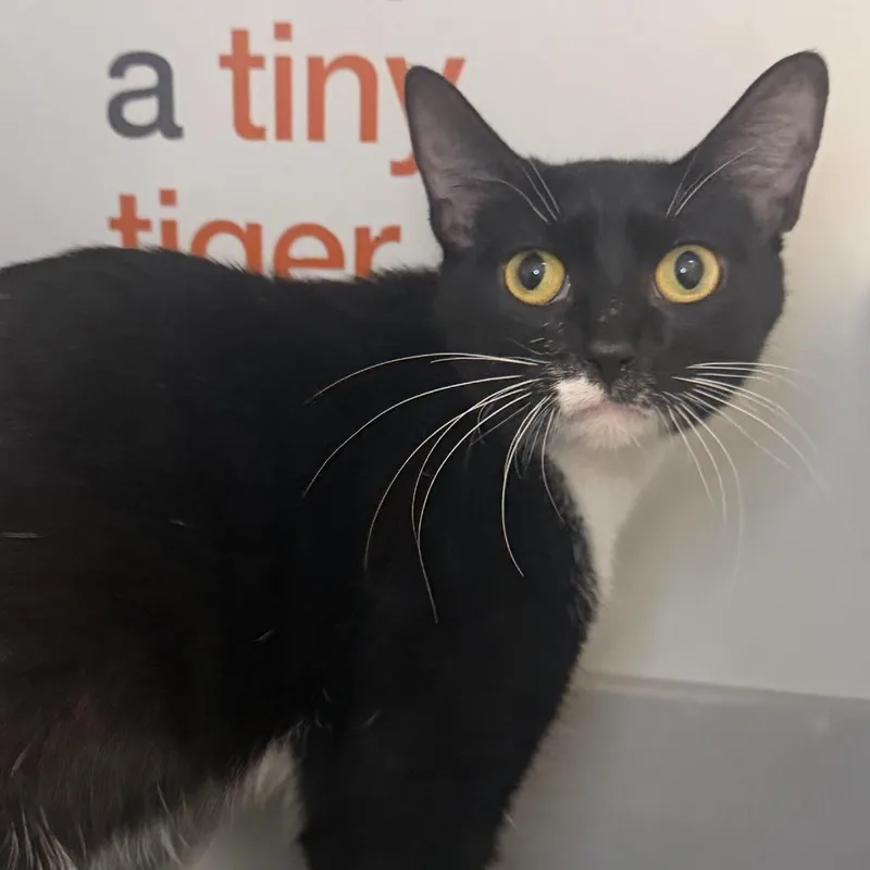 An adult medium-sized female Domestic Short Hair cat named Darla Hood for adoption in Los Angeles, CA