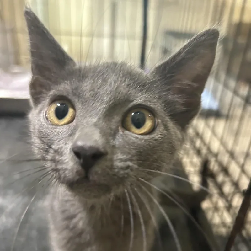 A young small-sized female Gray / Blue / Silver Domestic Short Hair cat named Lego for adoption in Hattiesburg, MS