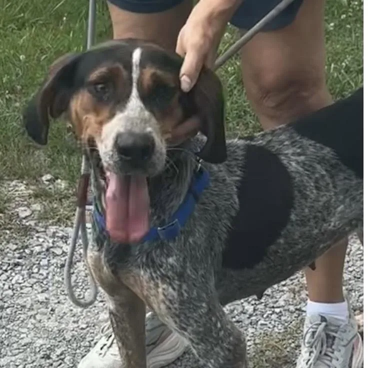 A young medium-sized female Gray / Blue / Silver English Coonhound dog named Ingrid for adoption in Falls Church, VA