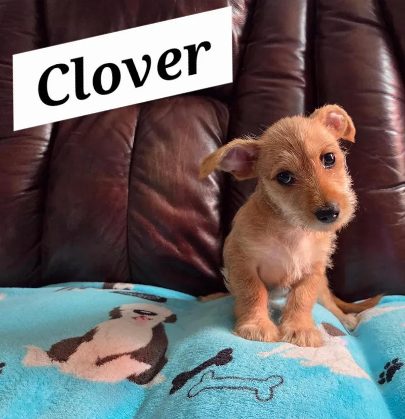Clover