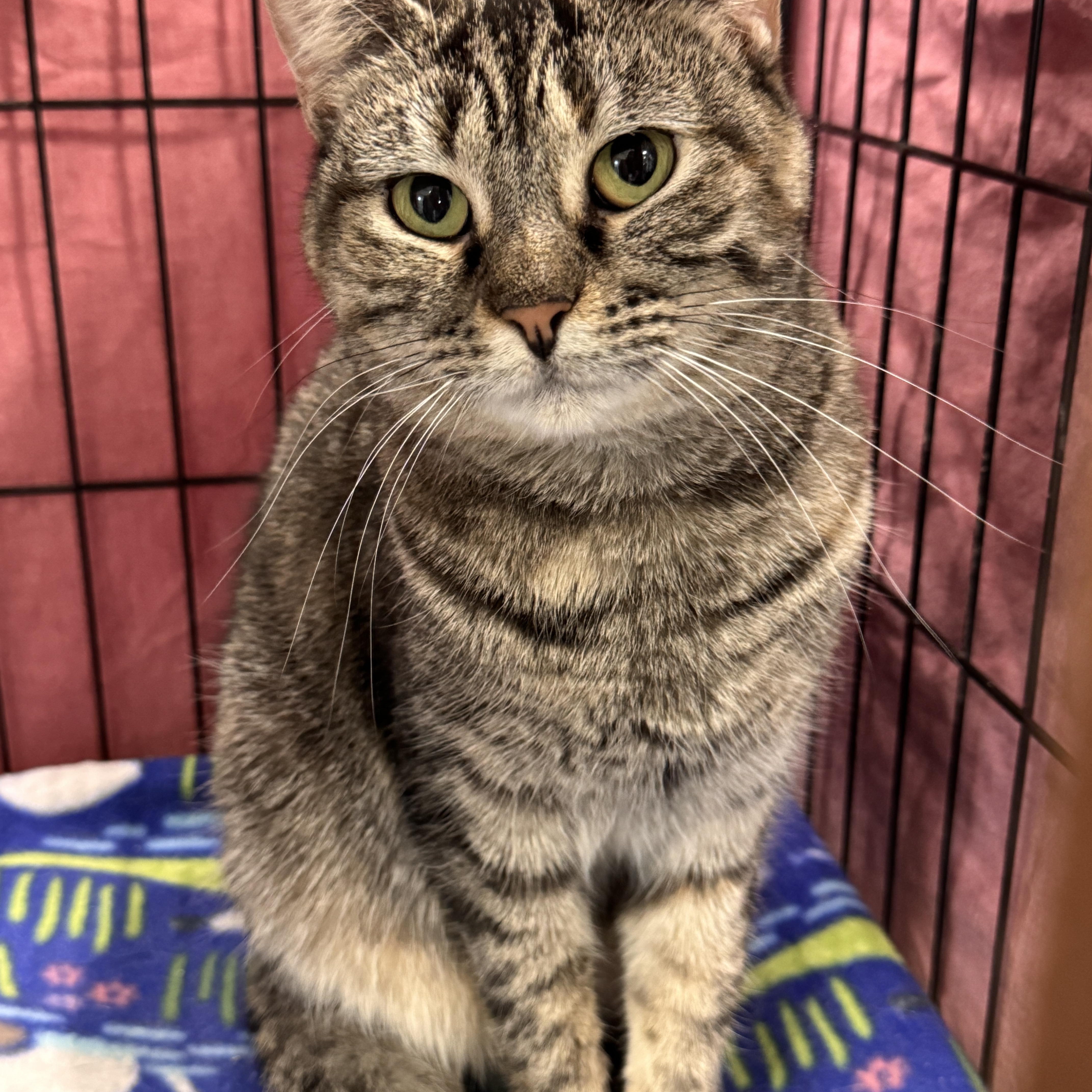 A young medium-sized female Tabby (Brown / Chocolate) Domestic Short Hair cat named Ariel for adoption in Mokena, IL