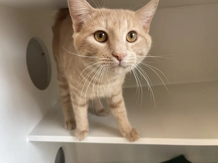 A young large-sized male Buff / Tan / Fawn Domestic Short Hair cat named Diego for adoption in Chestertown, MD