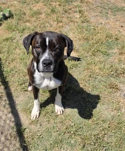 A young medium-sized female Boxer dog named Stevie for adoption in Conway, SC