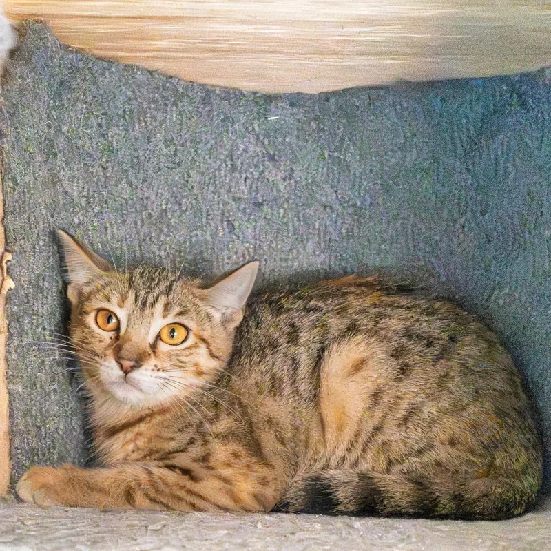 A baby small-sized female Brown / Chocolate Domestic Short Hair cat named Lolli for adoption in South Elgin, IL