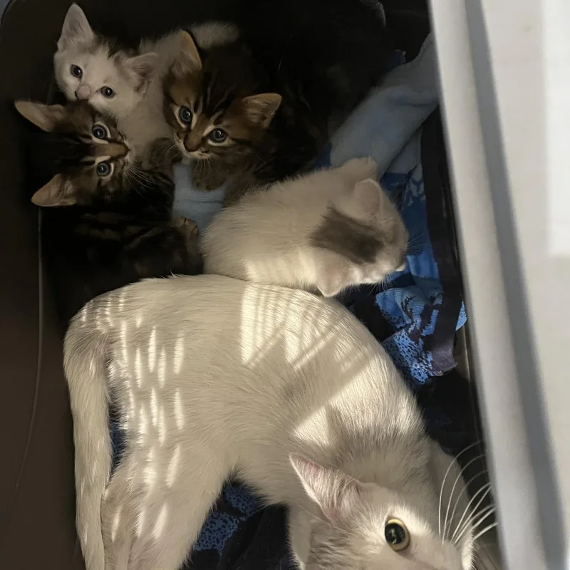 A baby small-sized female White Domestic Short Hair cat named Jayde for adoption in Los Angeles, CA