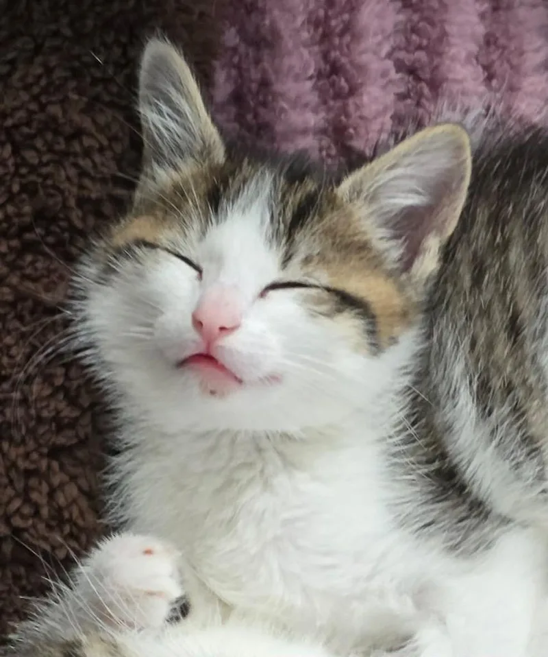 A baby small-sized male Domestic Short Hair cat named Marlowe for adoption in Leonardtown, MD