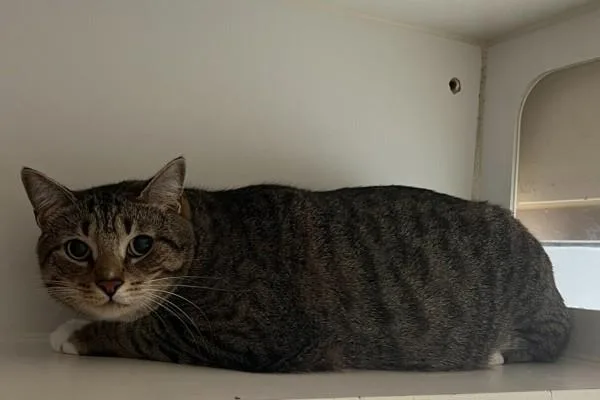 An adult large-sized male Domestic Short Hair cat named Boots for adoption in San Diego, CA