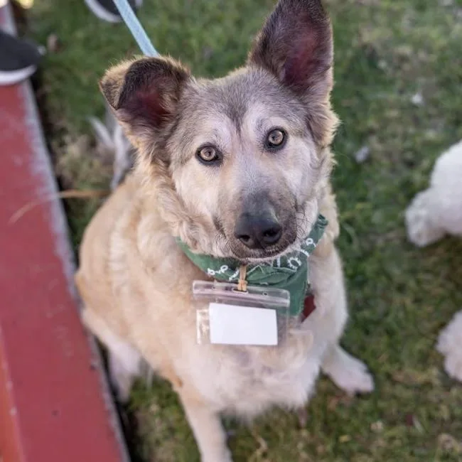An adult large-sized male Shepherd dog named Jasper for adoption in San Diego, CA
